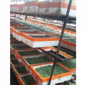 芽苗菜生產(chǎn)及培訓