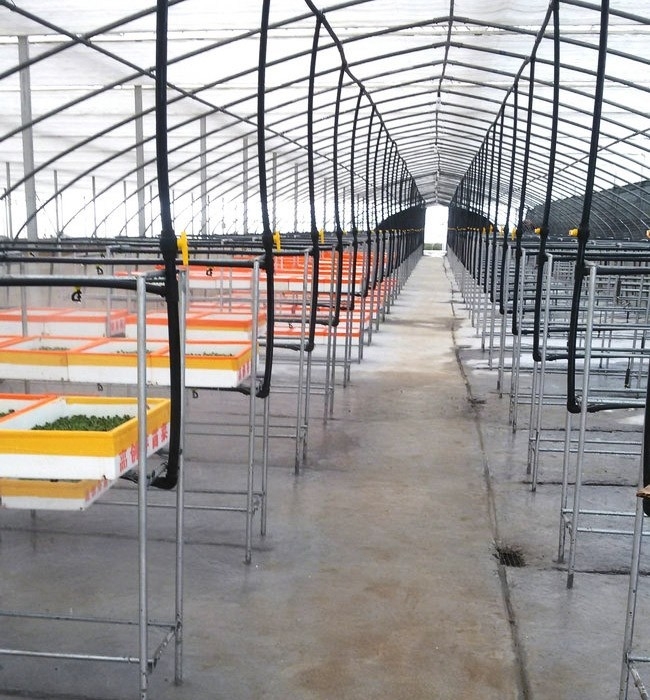 芽苗菜生長(zhǎng)必須的條件有哪些？